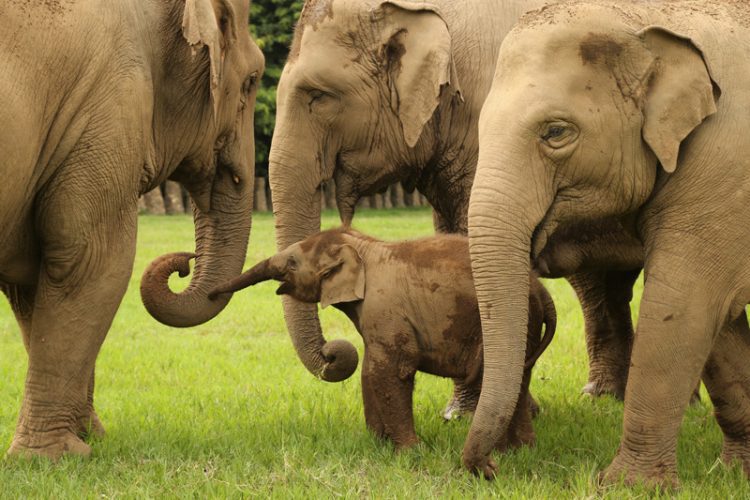 Elephant baby park