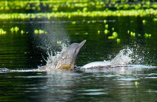 Les dauphins roses de la Réserve Naturelle de Pacaya Samiria // Tous droits réservés @TripAdvisor