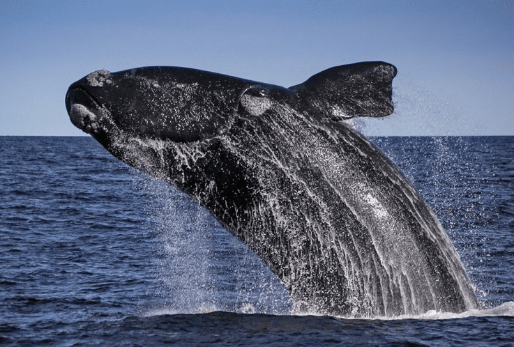 baleines-franches-australes