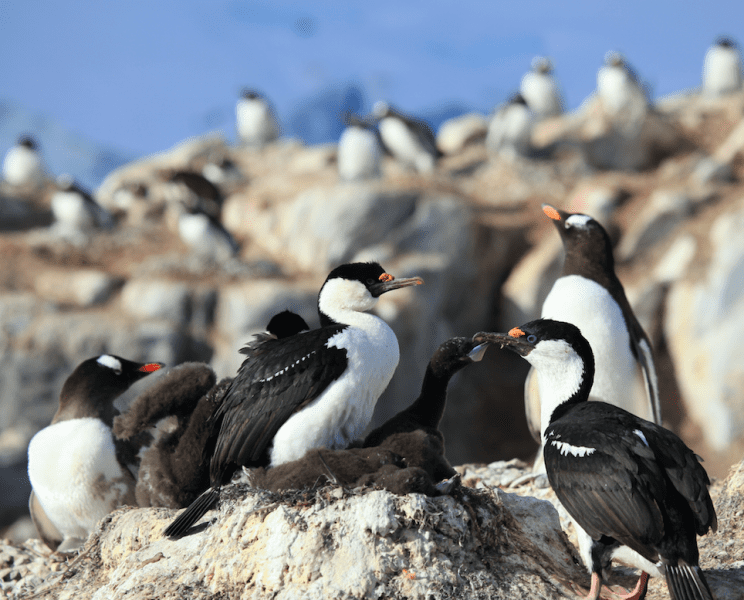 Colonie de cormorans - Tous droits réservés Liam Q. @Flickr