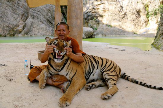 Maltaitrance tigre thailande