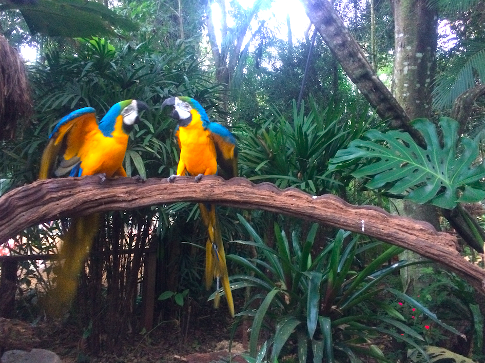 perroquets-parc-national-do-iguacu-png