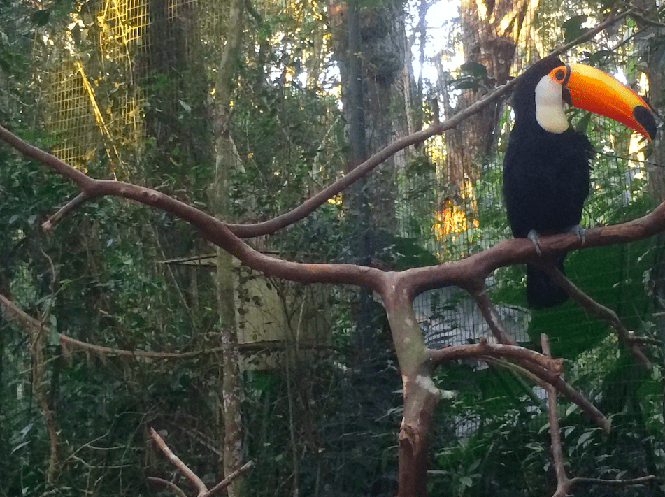 toucan-parc-national-do-iguacu