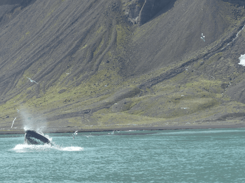 itineraire en islande husavik