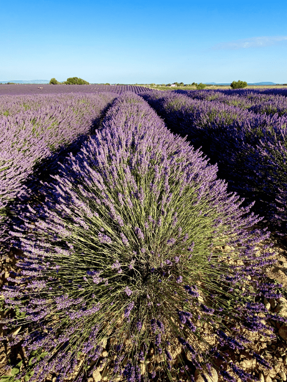 que faire en Provence ? itinéraire Provence champs de lavande